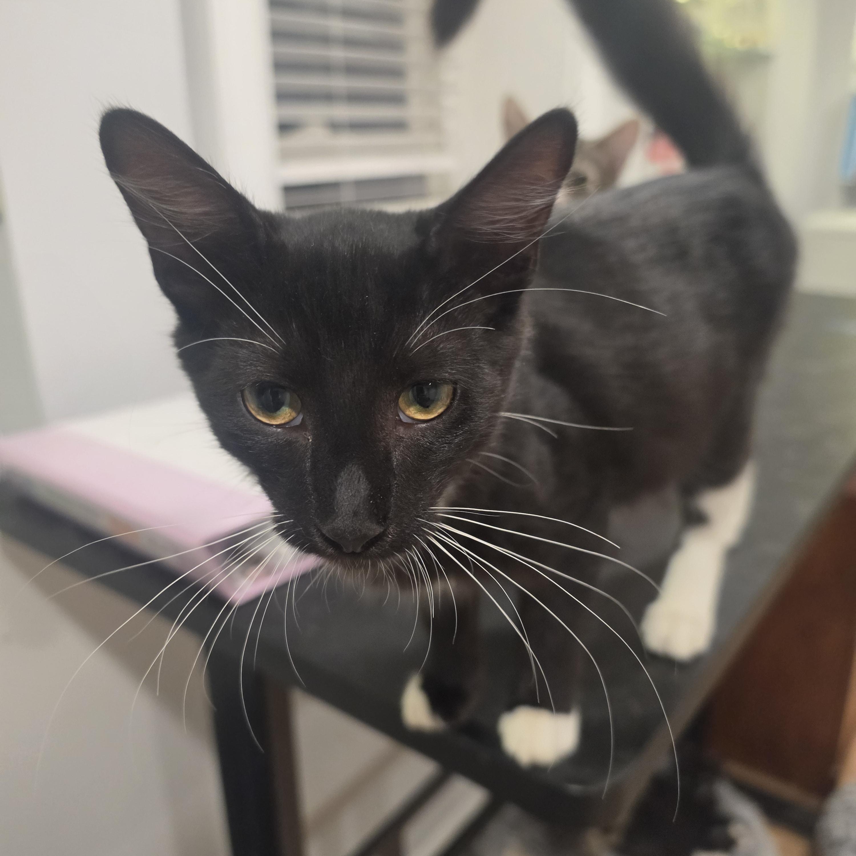 Micco, Adopted, Kitten Male Tuxedo.