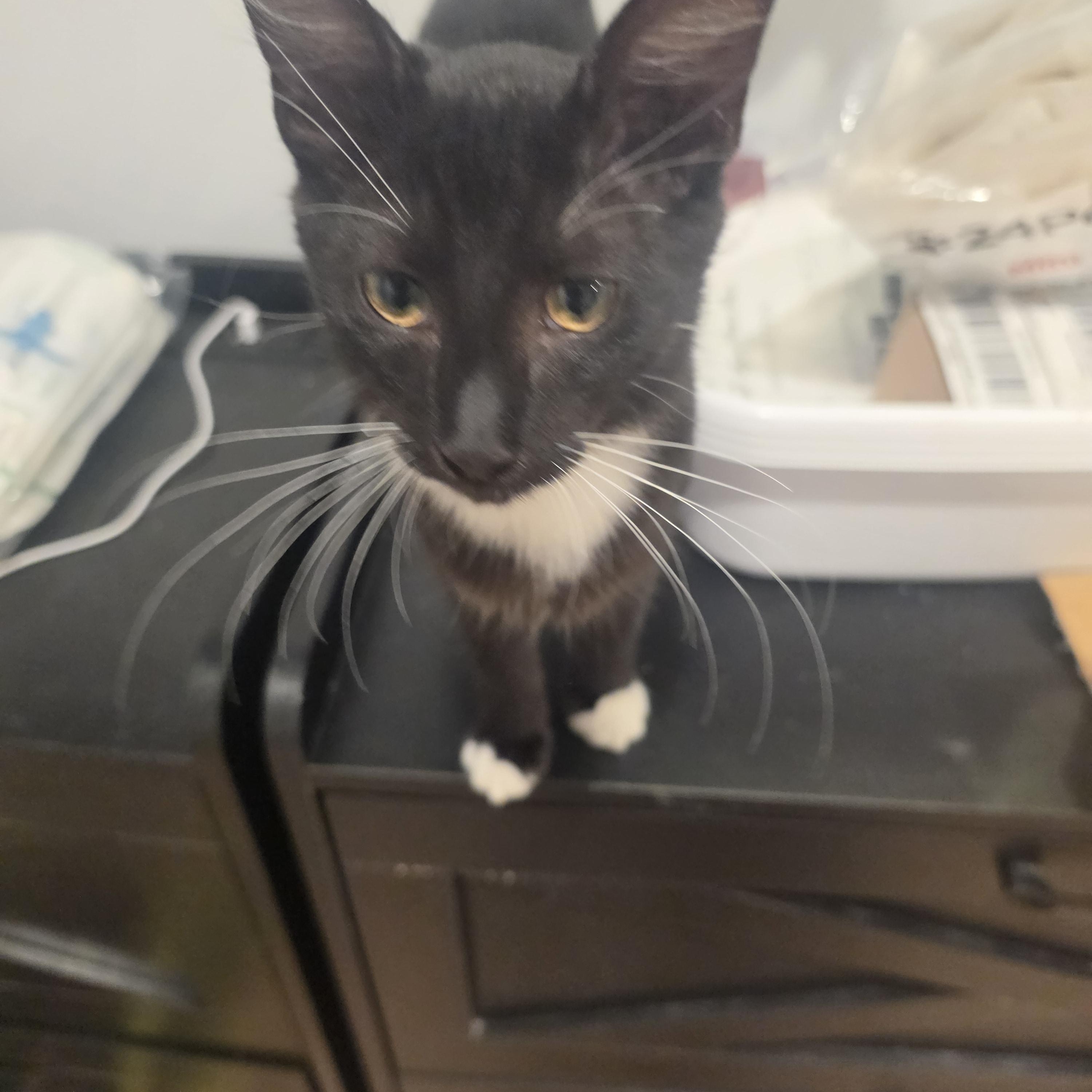 Enlarge Micco, a Adopted Tuxedo in Lawrenceville, GA image 4/4