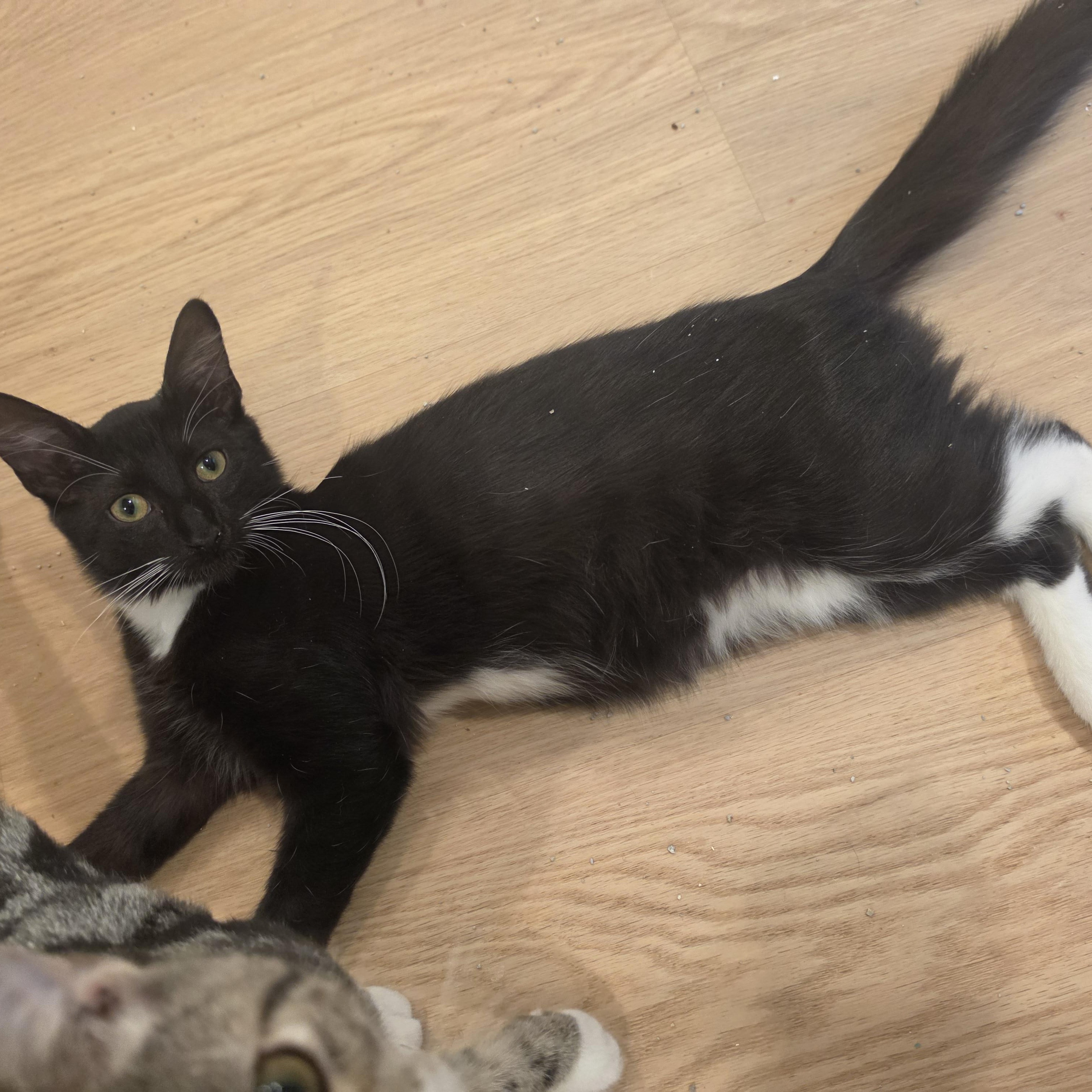 Enlarge Micco, a Adopted Tuxedo in Lawrenceville, GA image 2/4