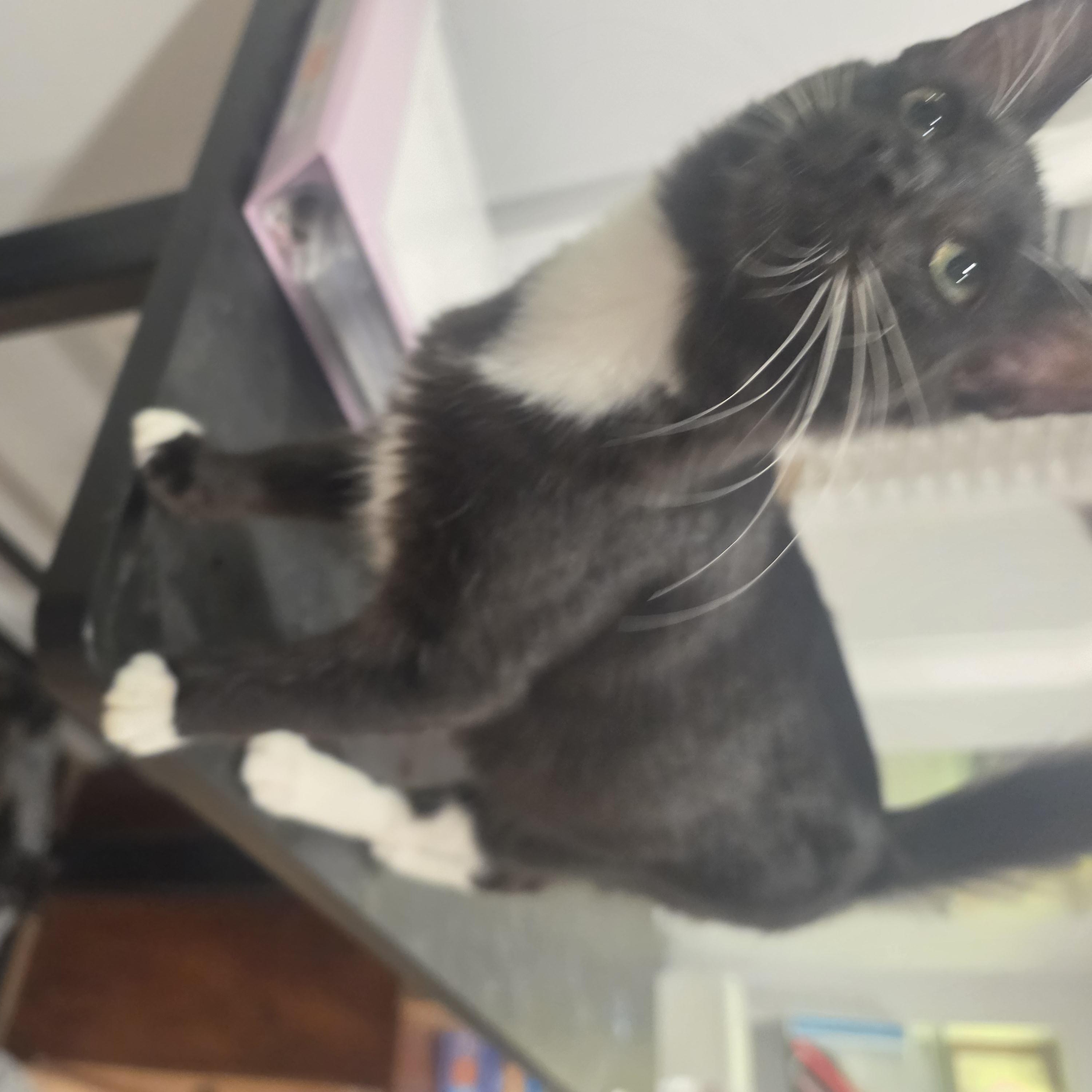 Enlarge Micco, a Adopted Tuxedo in Lawrenceville, GA image 3/4