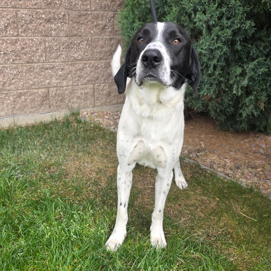 Scooby, Adoptable, Adult Male Treeing Walker Coonhound & Mixed Breed.