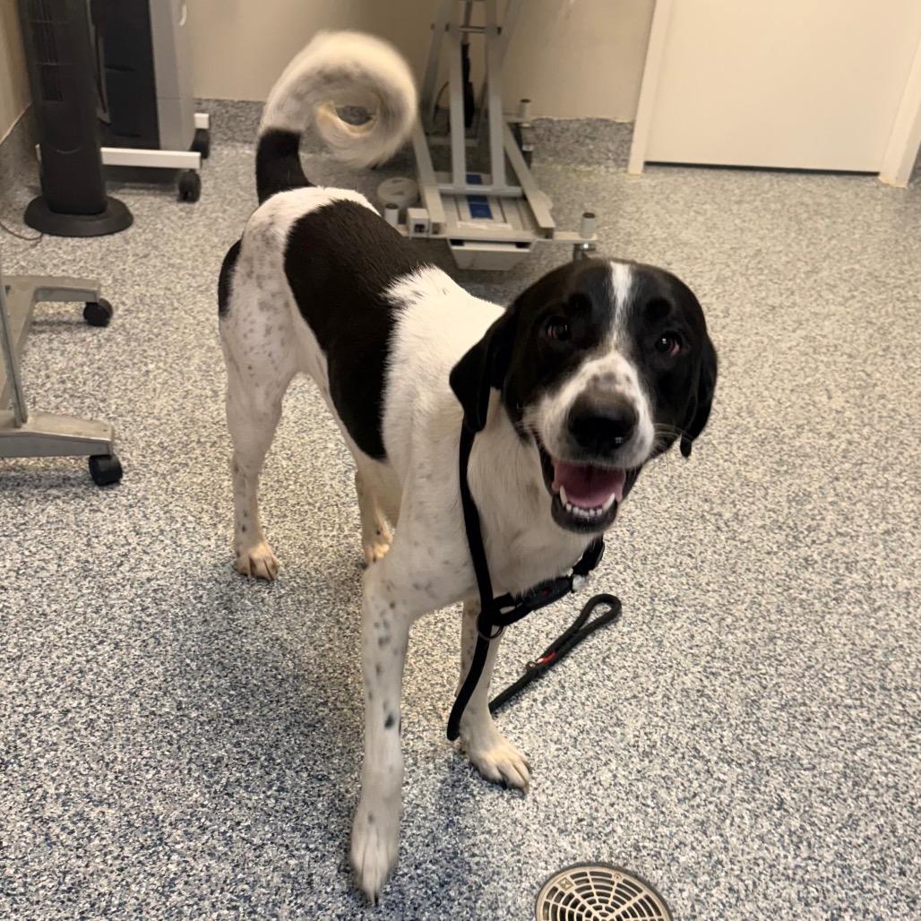 Scooby, a Adoptable mixed breed in Great Falls, MT image 2/4