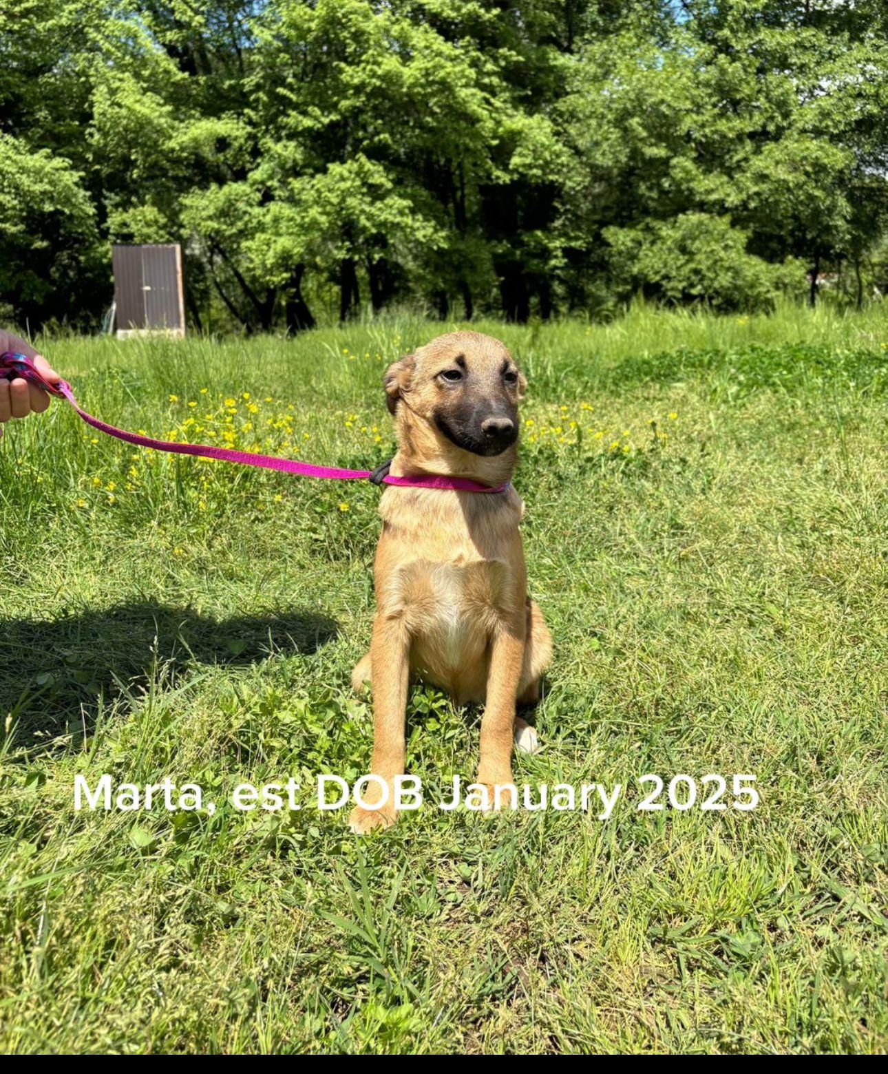 Enlarge Marta, a Adoptable mixed breed in Shrewsbury, MA image 1/1