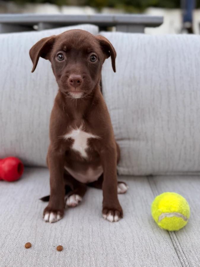 Enlarge Maple, a Adoptable mixed breed in Lindenhurst, NY image 1/1