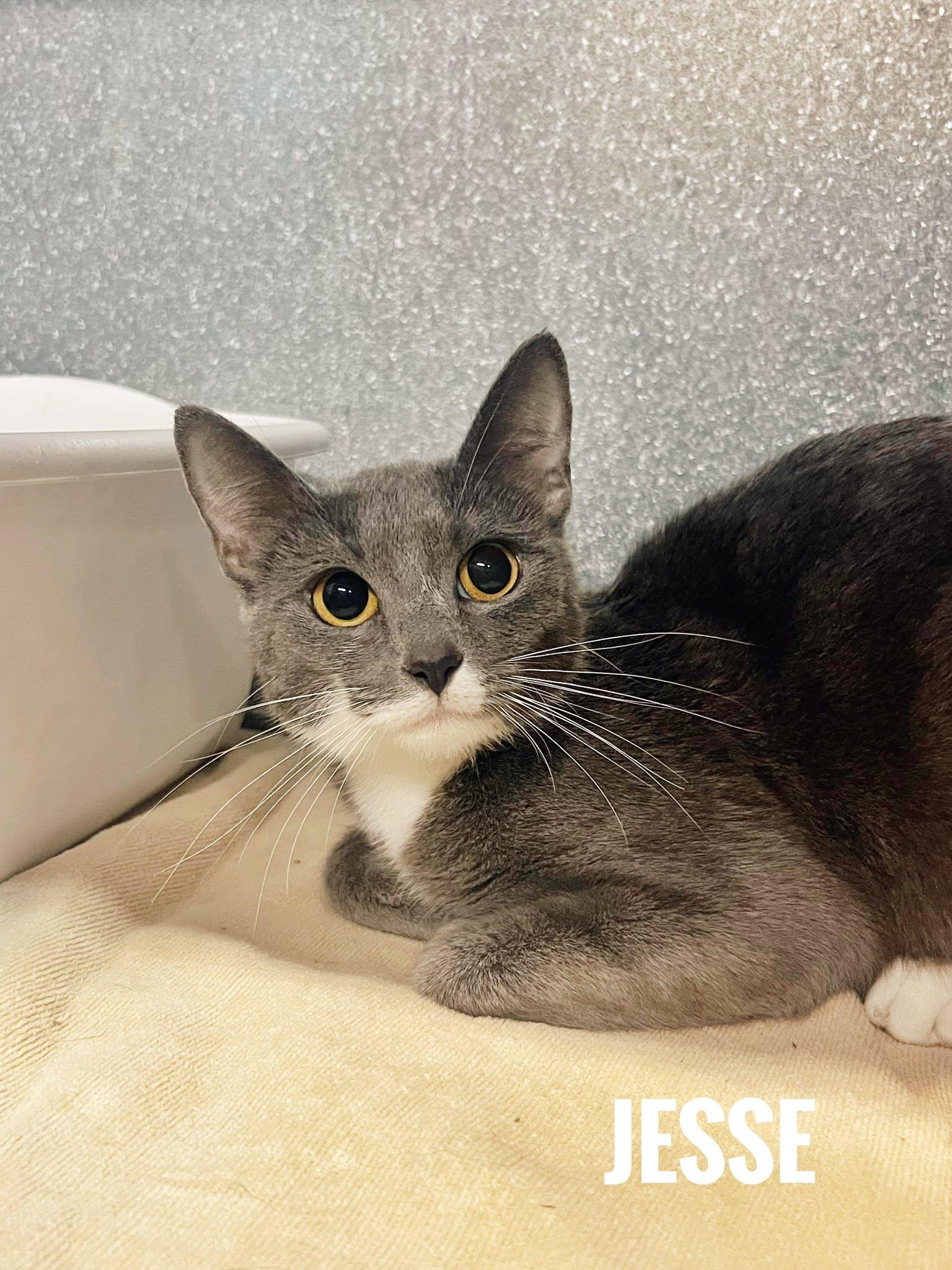 Jesse, ADOPTABLE, Adult Female Domestic Short Hair.