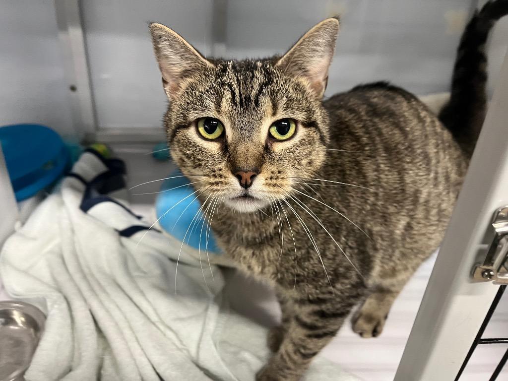 Nixie, Adoptable, Adult Female Domestic Short Hair.