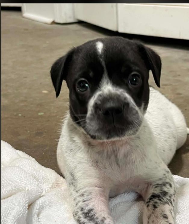 Don Julio, an adoption pending mixed breed in Eutawville, SC image 2/4