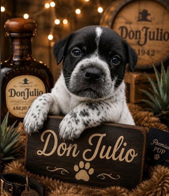 Don Julio, an adoption pending mixed breed in Eutawville, SC image 3/4