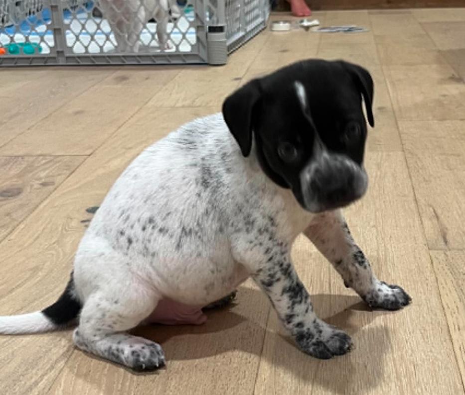 Don Julio, an adoption pending mixed breed in Eutawville, SC image 4/4