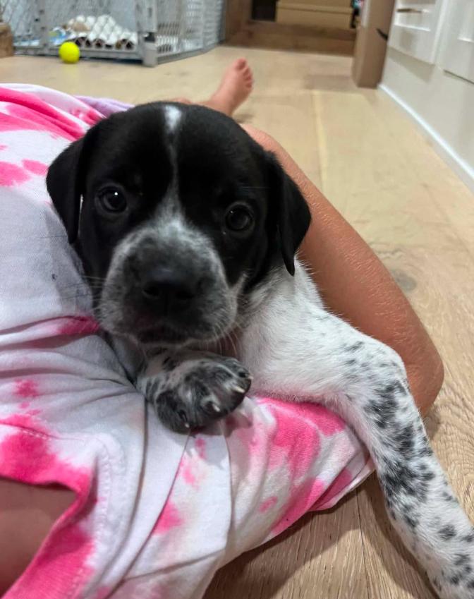 Don Julio, ADOPTABLE, Puppy Male Mixed Breed.