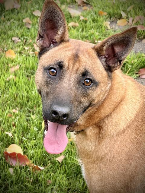 LOBO MICHAEL WOLF, Adoptable, Young Male German Shepherd Dog.