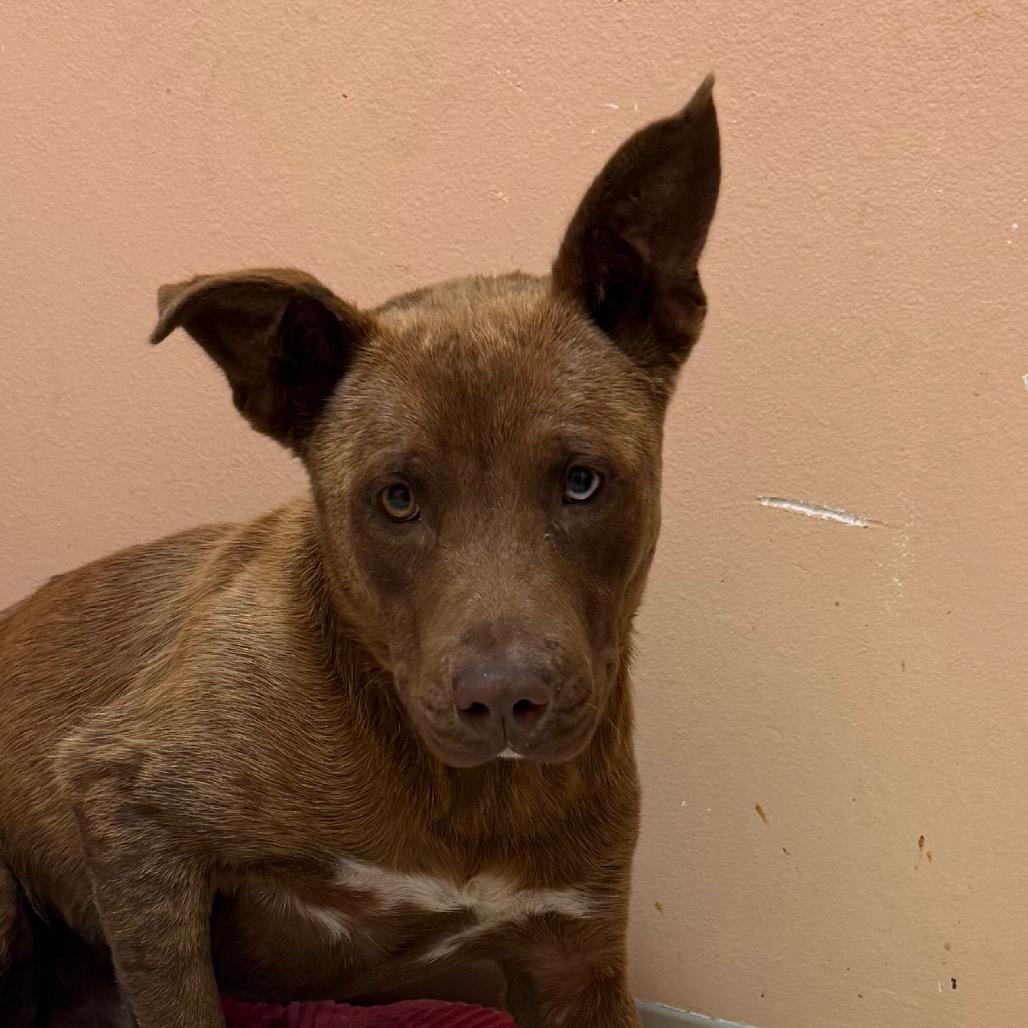Duke, Adoptable, Young Male Catahoula Leopard Dog & Labrador Retriever.