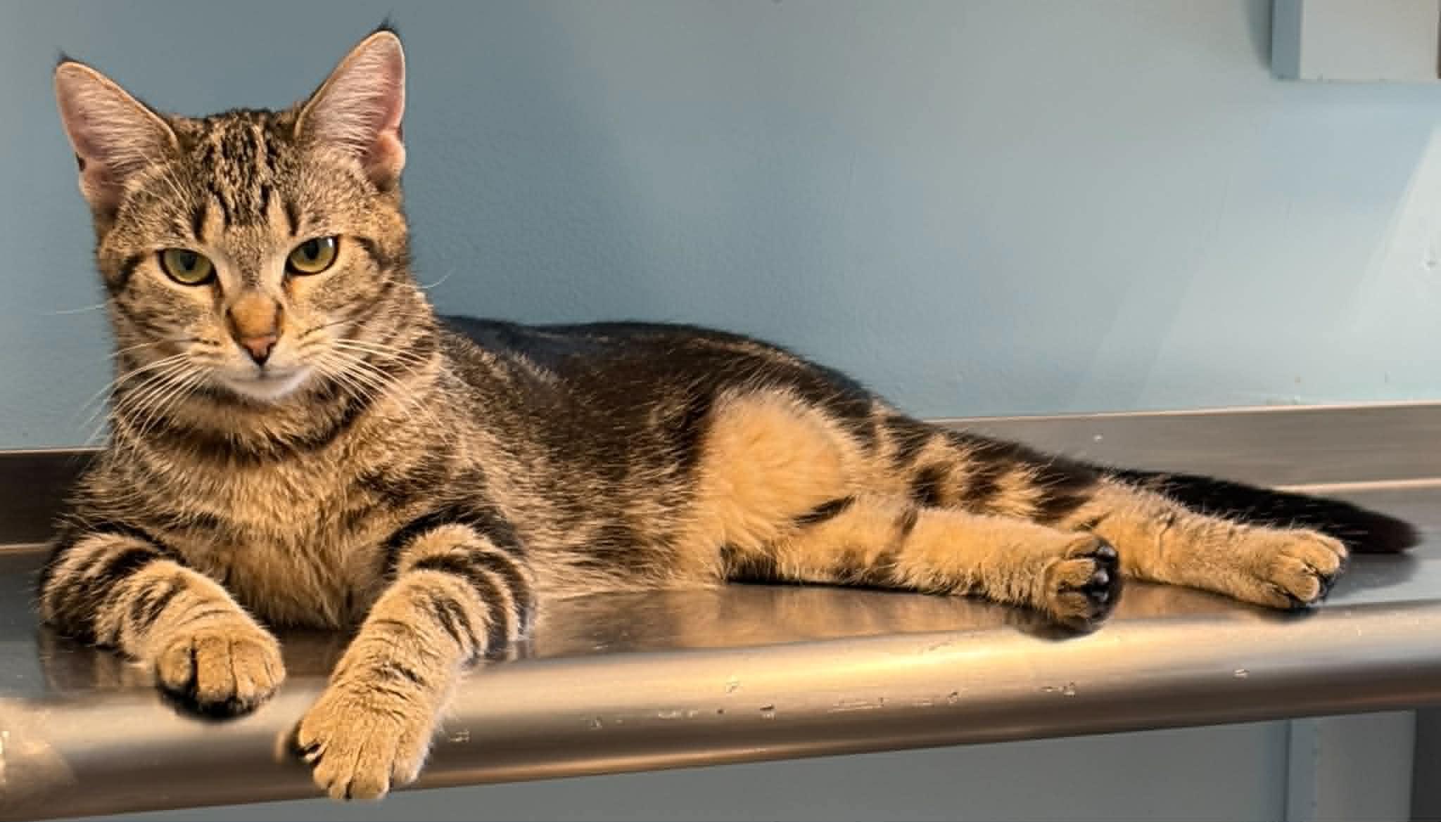 Thursday, ADOPTABLE, Young Female Domestic Short Hair.