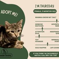 Enlarge Thursday, a ADOPTABLE Domestic Short Hair in Lincoln, MI image 1/1