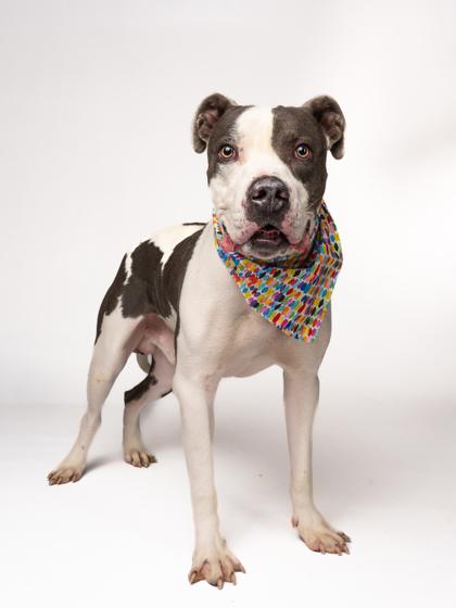 Scooter — thumbnail 3