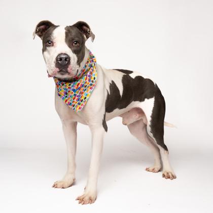 Scooter — thumbnail 4