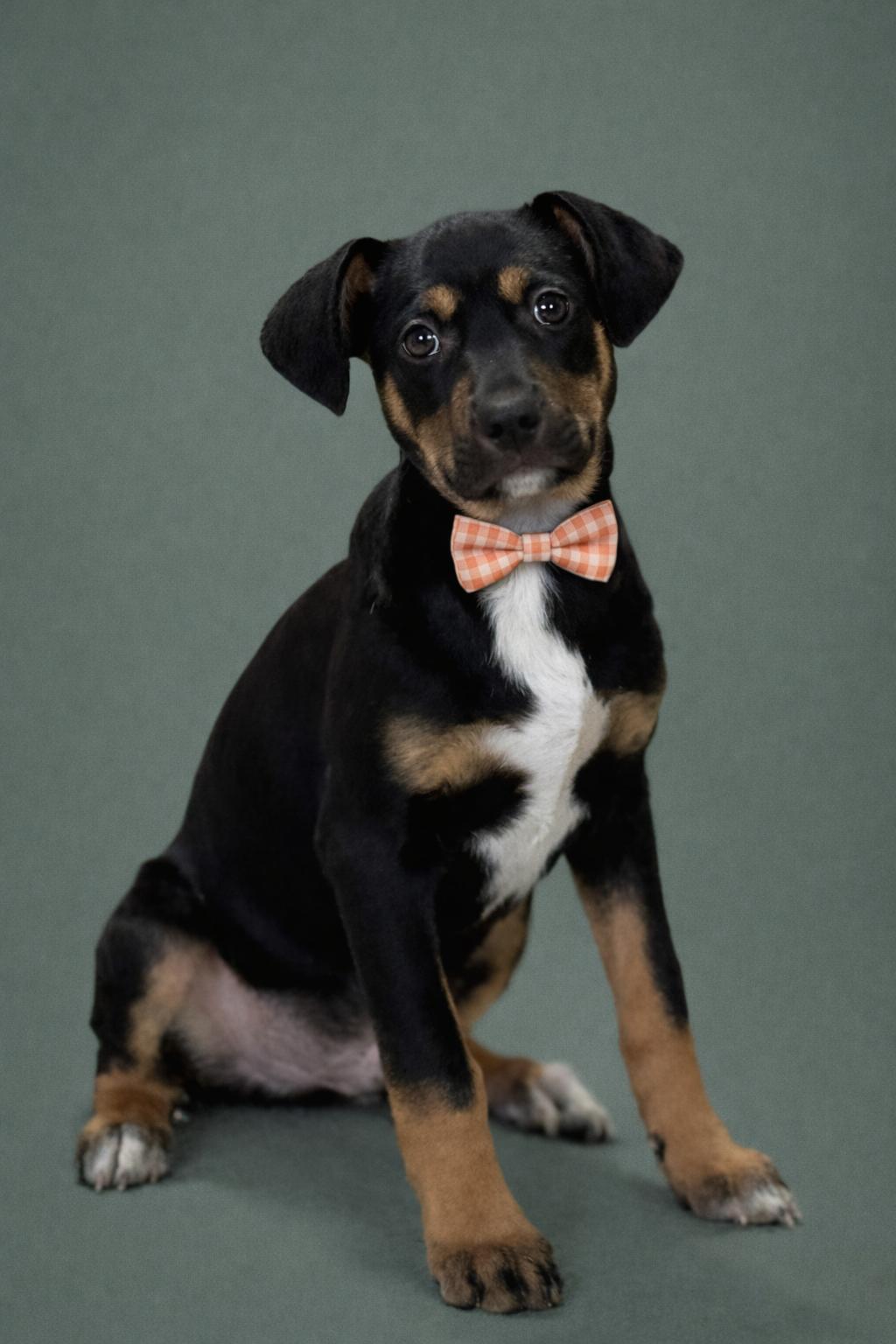 Enlarge Oakley, a Adoptable mixed breed in San Antonio, TX image 4/6
