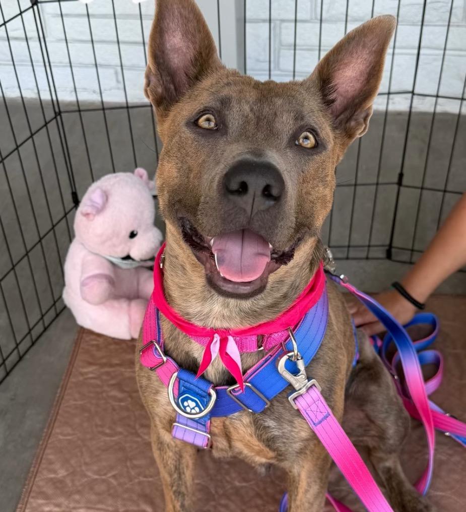 Sarie, a Adoptable mixed breed in Fort Lupton, CO image 1/5