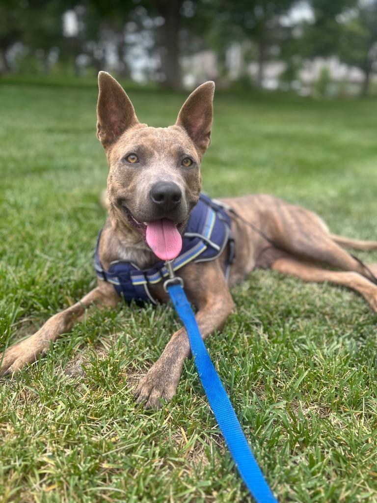 Sarie, a Adoptable mixed breed in Fort Lupton, CO image 2/5