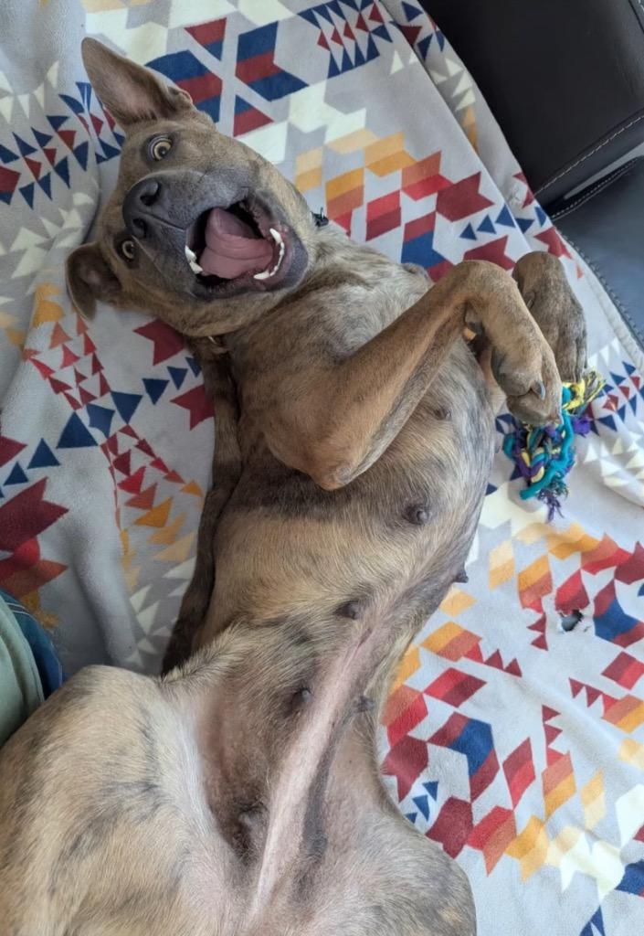 Sarie, a Adoptable mixed breed in Fort Lupton, CO image 4/5