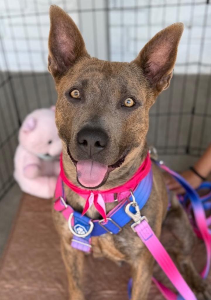 Sarie, a Adoptable mixed breed in Fort Lupton, CO image 5/5