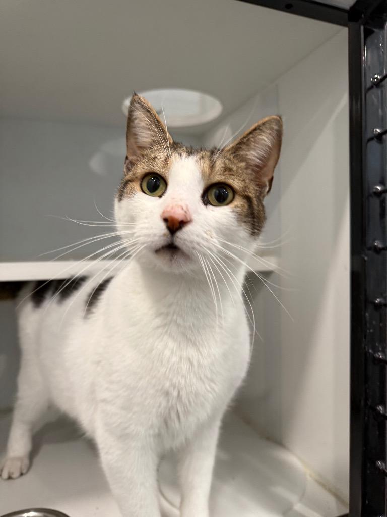 Nilo, Adopted, Adult Male Domestic Short Hair.