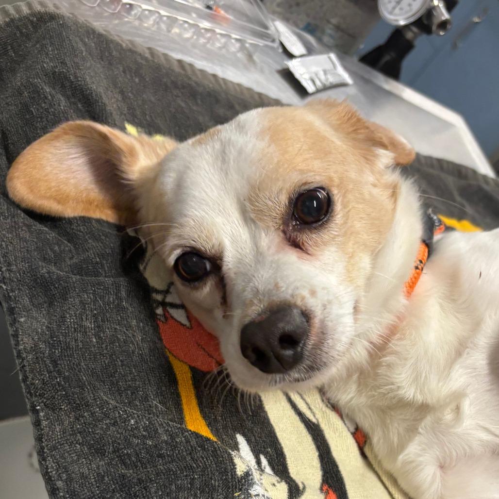 Koby, Adoptable, Senior Male Beagle.