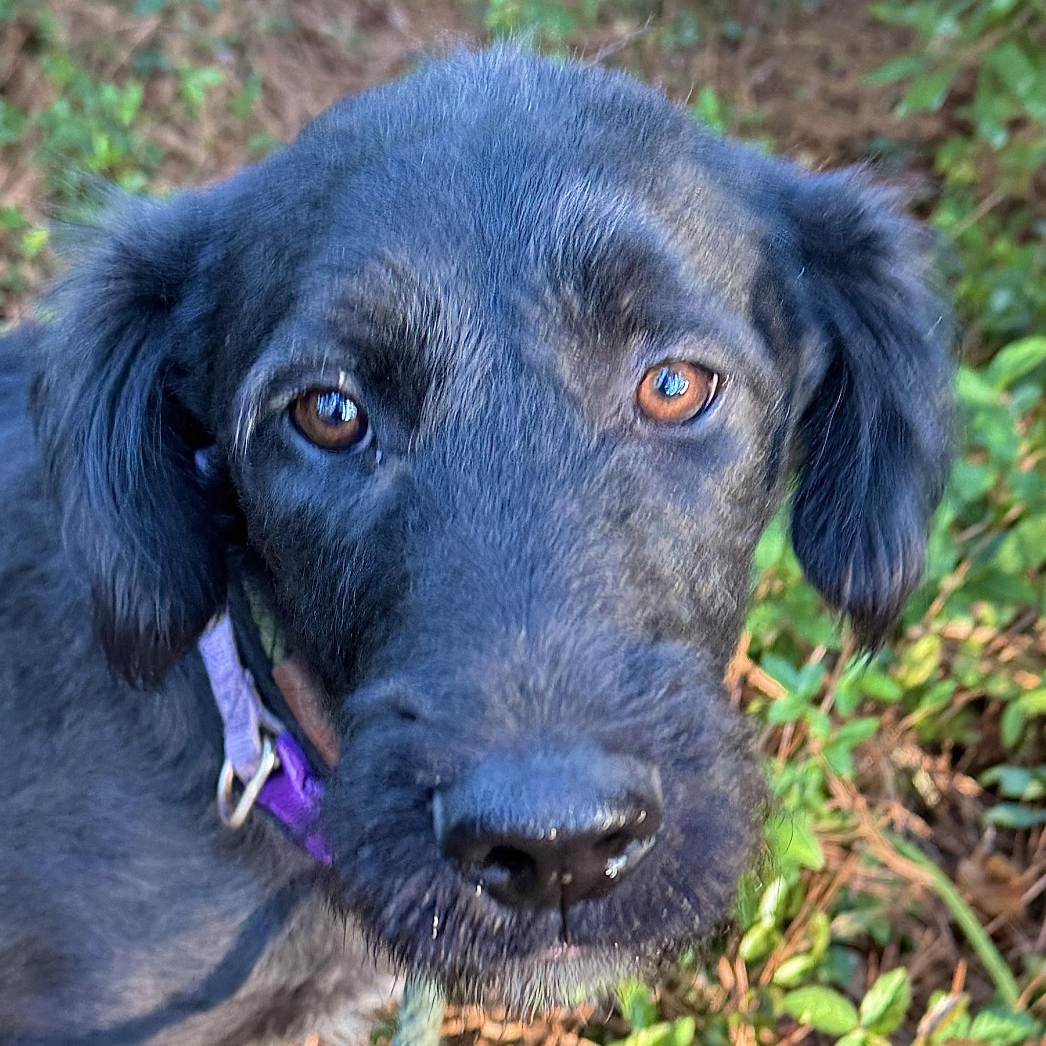 Annabelle thumbnail 3