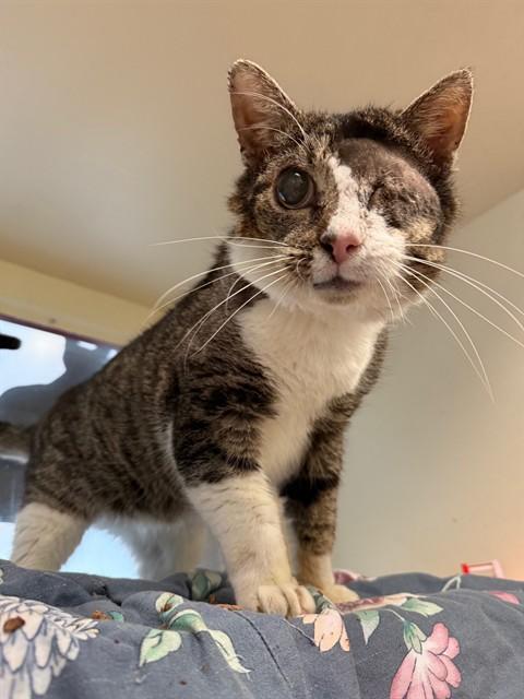 LUCKY LUCIANO, Adoptable, Senior Male Domestic Short Hair.