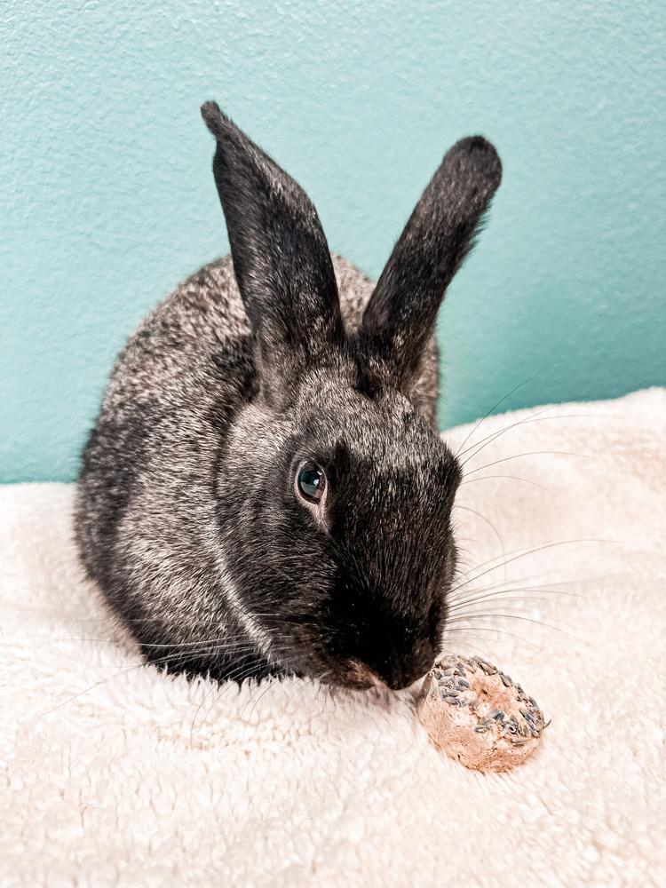 Orchid (Bonded to Woody), a Adoptable mixed breed in Longwood, FL image 1/6