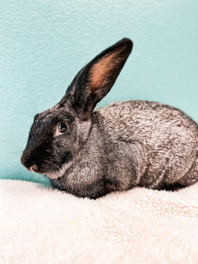 Orchid (Bonded to Woody), a Adoptable mixed breed in Longwood, FL image 2/6