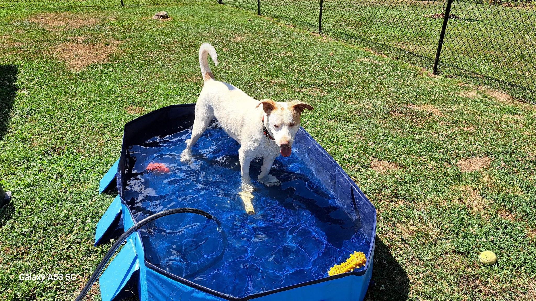 Enlarge Boo, a Adoptable mixed breed in Virginia Beach, VA image 5/6
