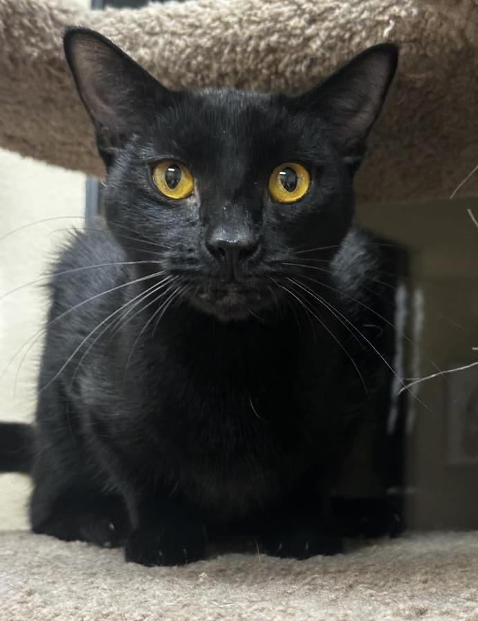 Dot Fuoco, a Adoptable Domestic Short Hair in Chandler, AZ image 1/3