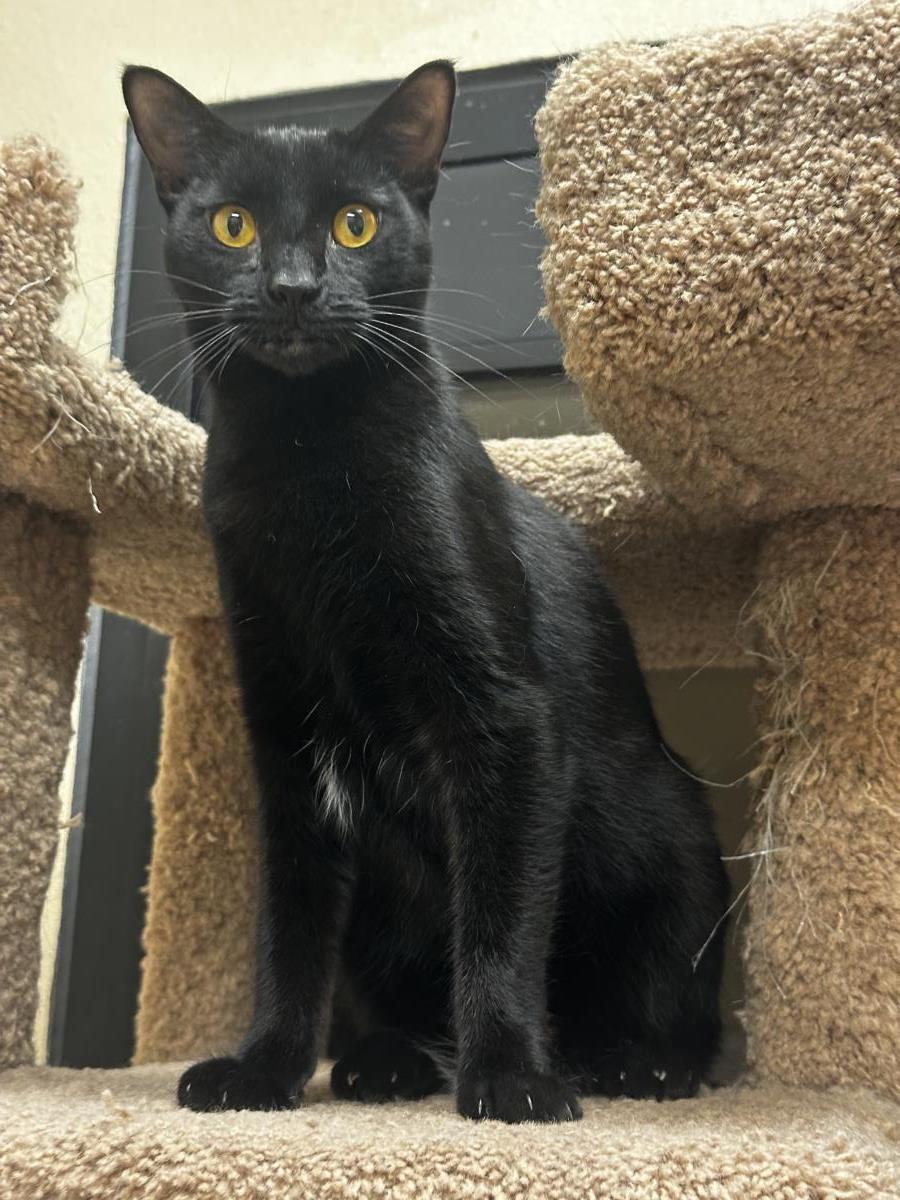 Dot Fuoco, a Adoptable Domestic Short Hair in Chandler, AZ image 2/3