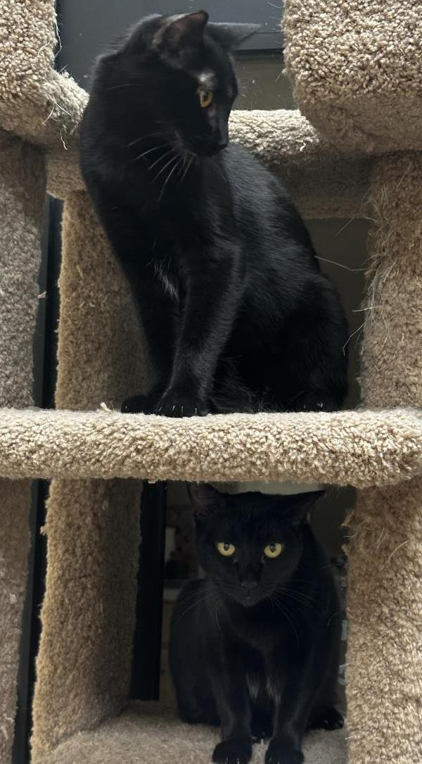 Dot Fuoco, a Adoptable Domestic Short Hair in Chandler, AZ image 3/3