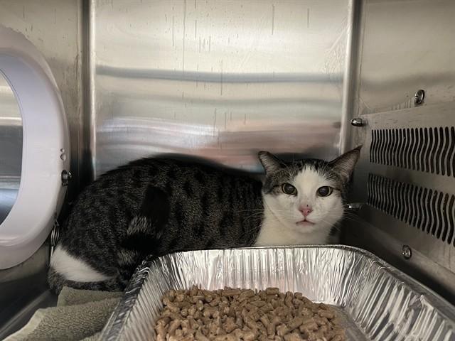 Enlarge LITTLE ONE, a Adoptable Domestic Short Hair in Auburn, CA image 1/1