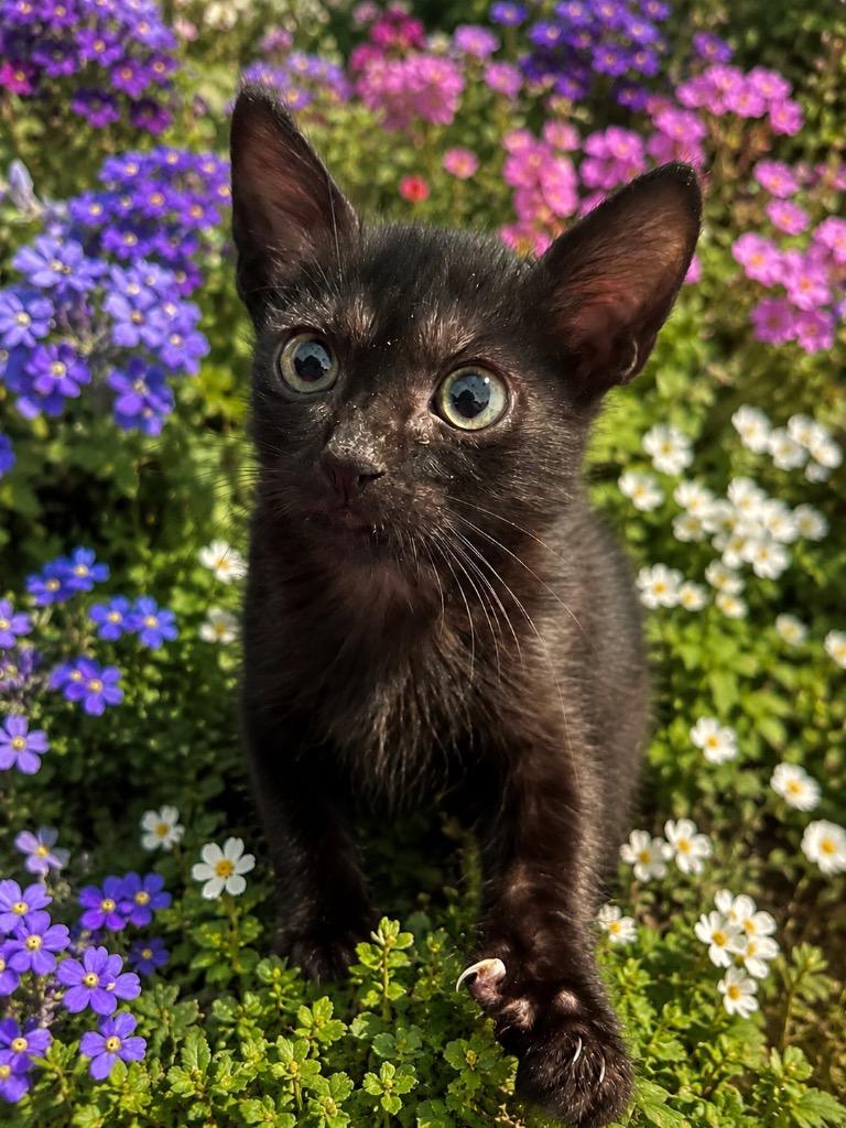 Sela, Adoptable, Kitten Female Domestic Short Hair.