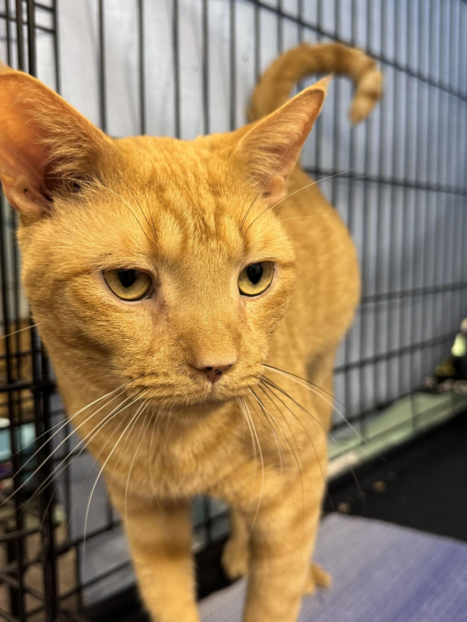 Junior, Adoptable, Adult Male Domestic Short Hair.