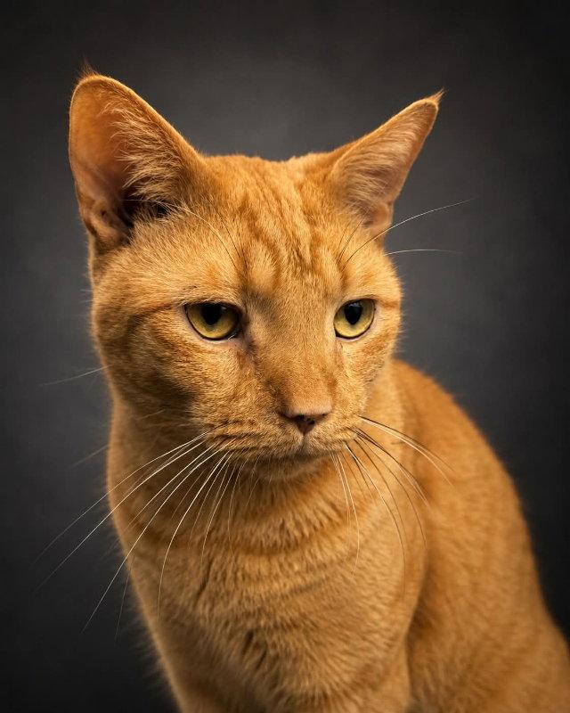 Junior, Adoptable, Adult Male Domestic Short Hair.