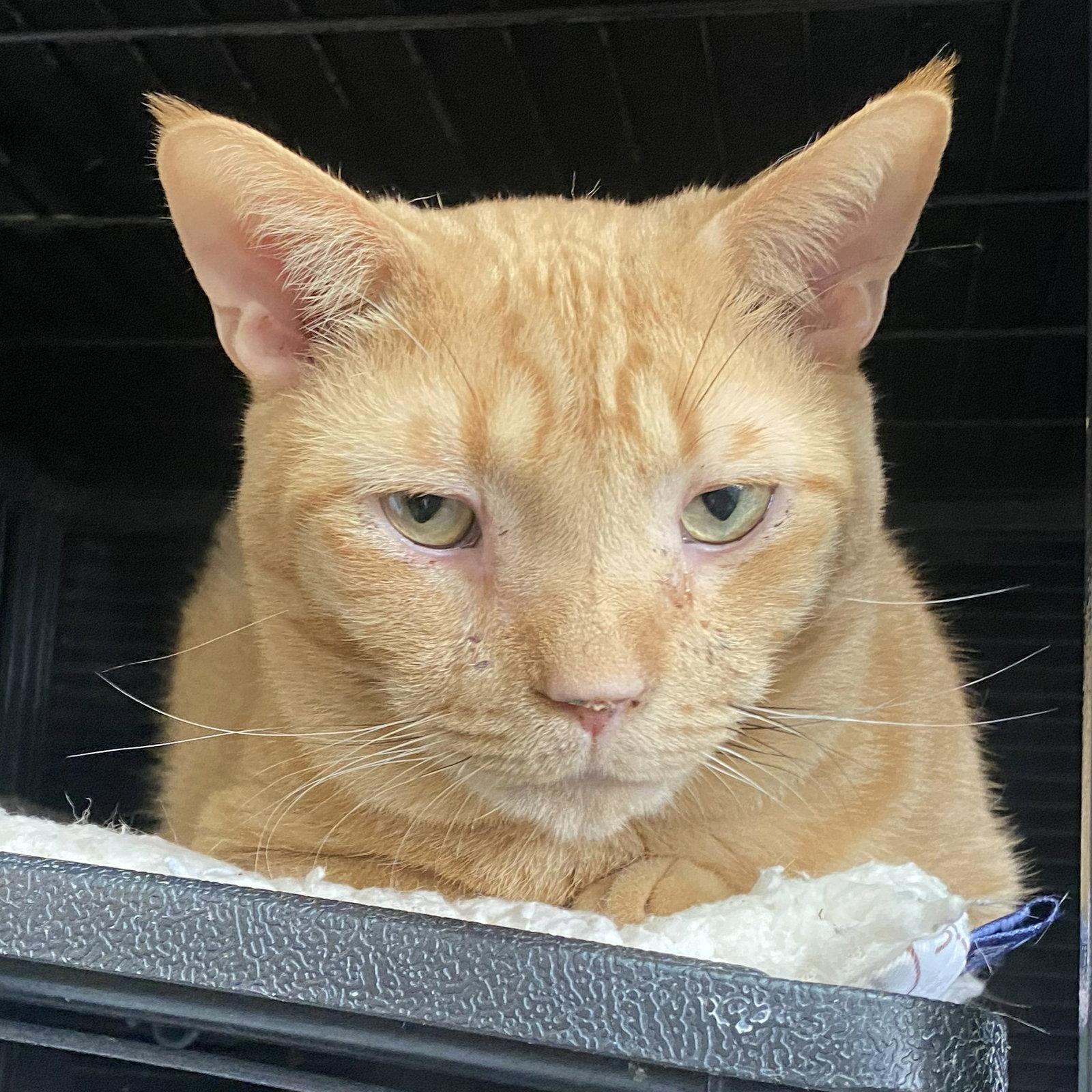 Junior, a Adoptable Domestic Short Hair in Gettysburg, PA image 2/3