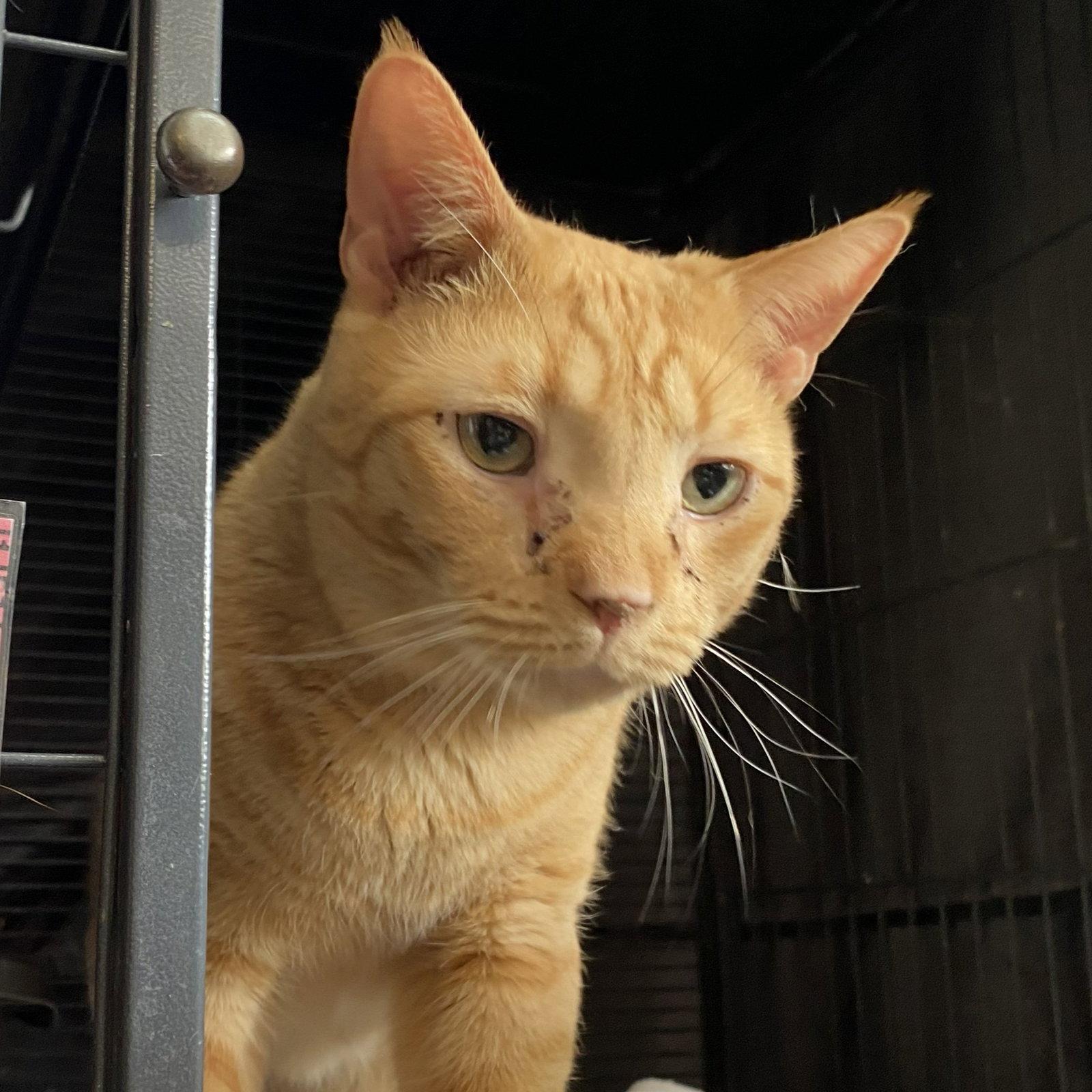 Junior, a Adoptable Domestic Short Hair in Gettysburg, PA image 3/3