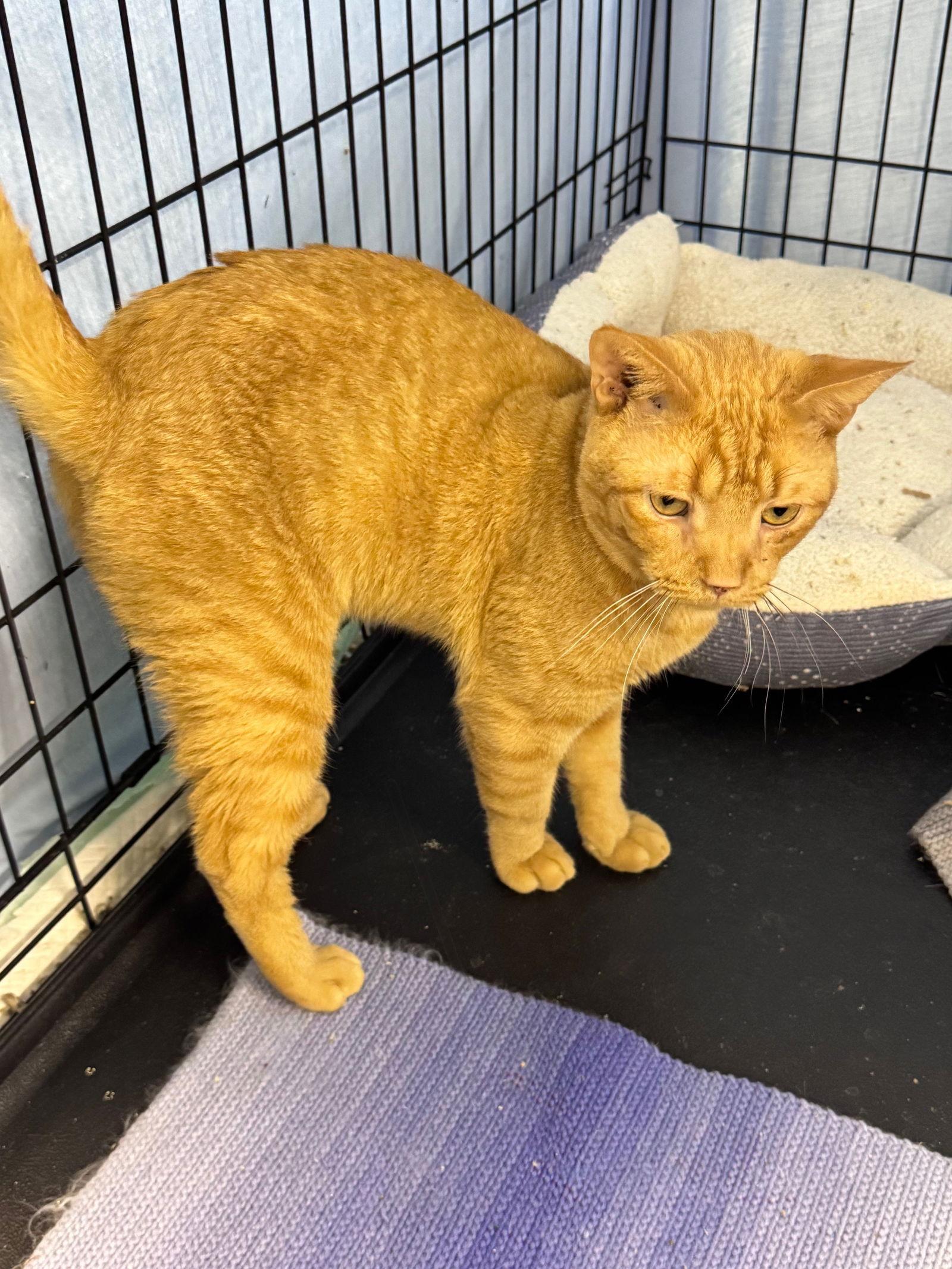 Enlarge Junior, a Adoptable Domestic Short Hair in Gettysburg, PA image 2/3