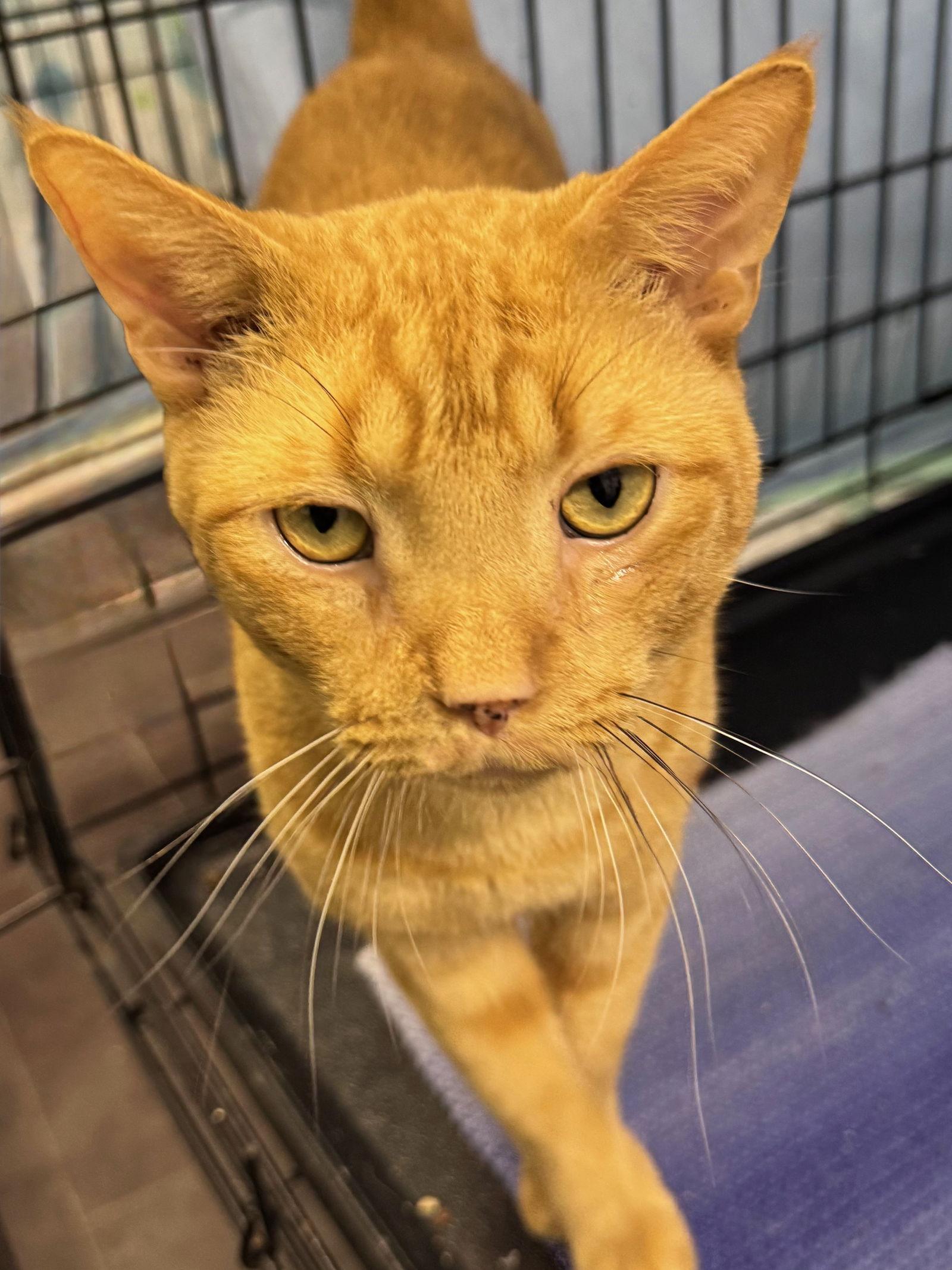 Enlarge Junior, a Adoptable Domestic Short Hair in Gettysburg, PA image 3/3