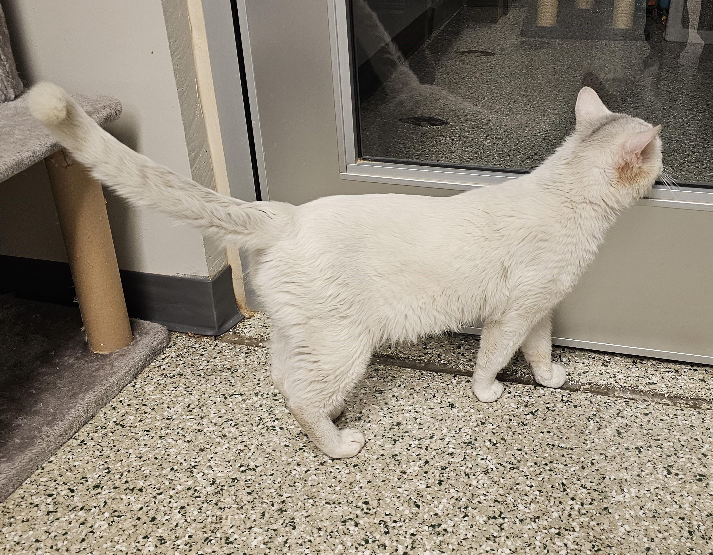 Enlarge Robert, an adopted Domestic Short Hair in Cedar Rapids, IA image 2/5