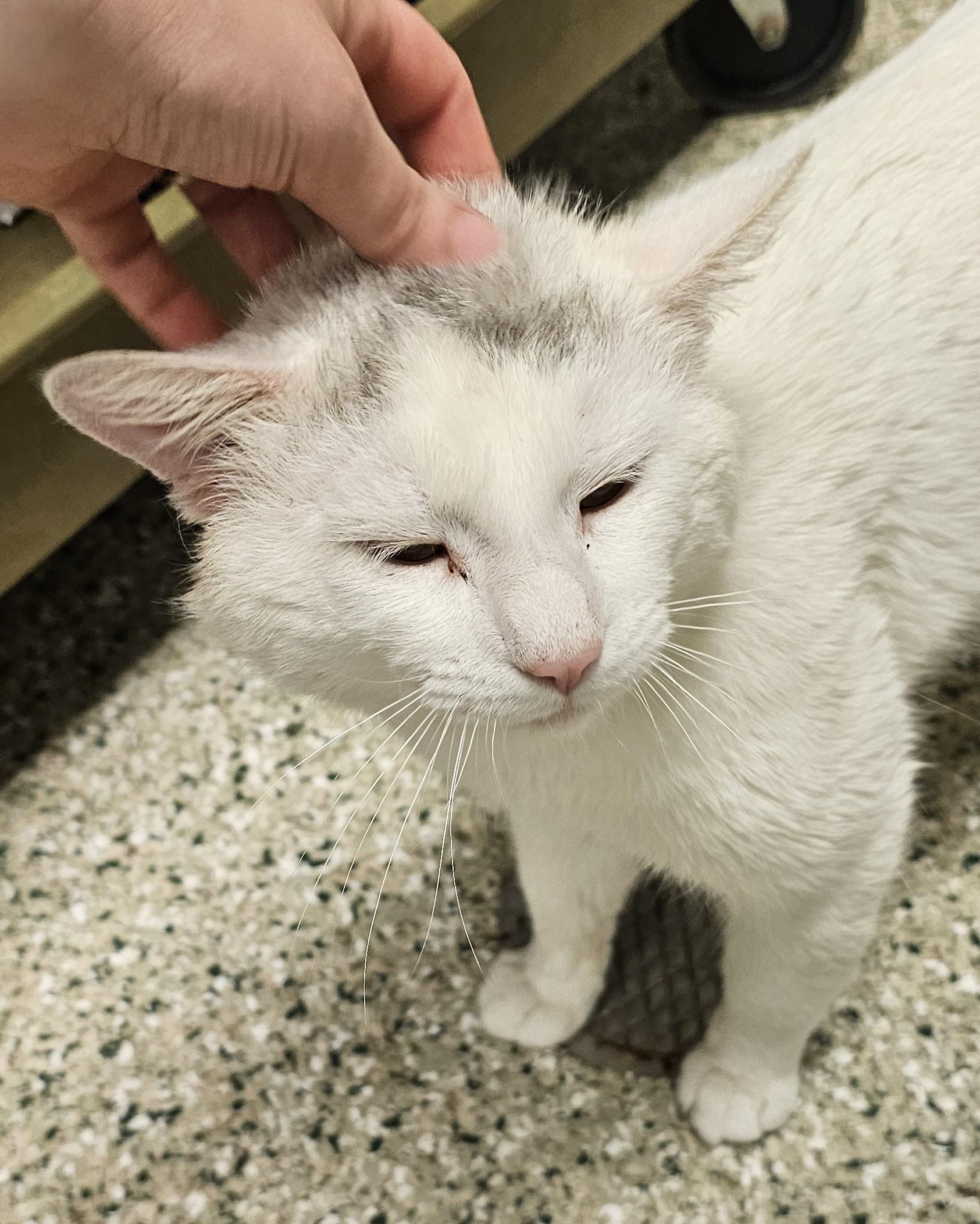 Enlarge Robert, an adopted Domestic Short Hair in Cedar Rapids, IA image 3/5