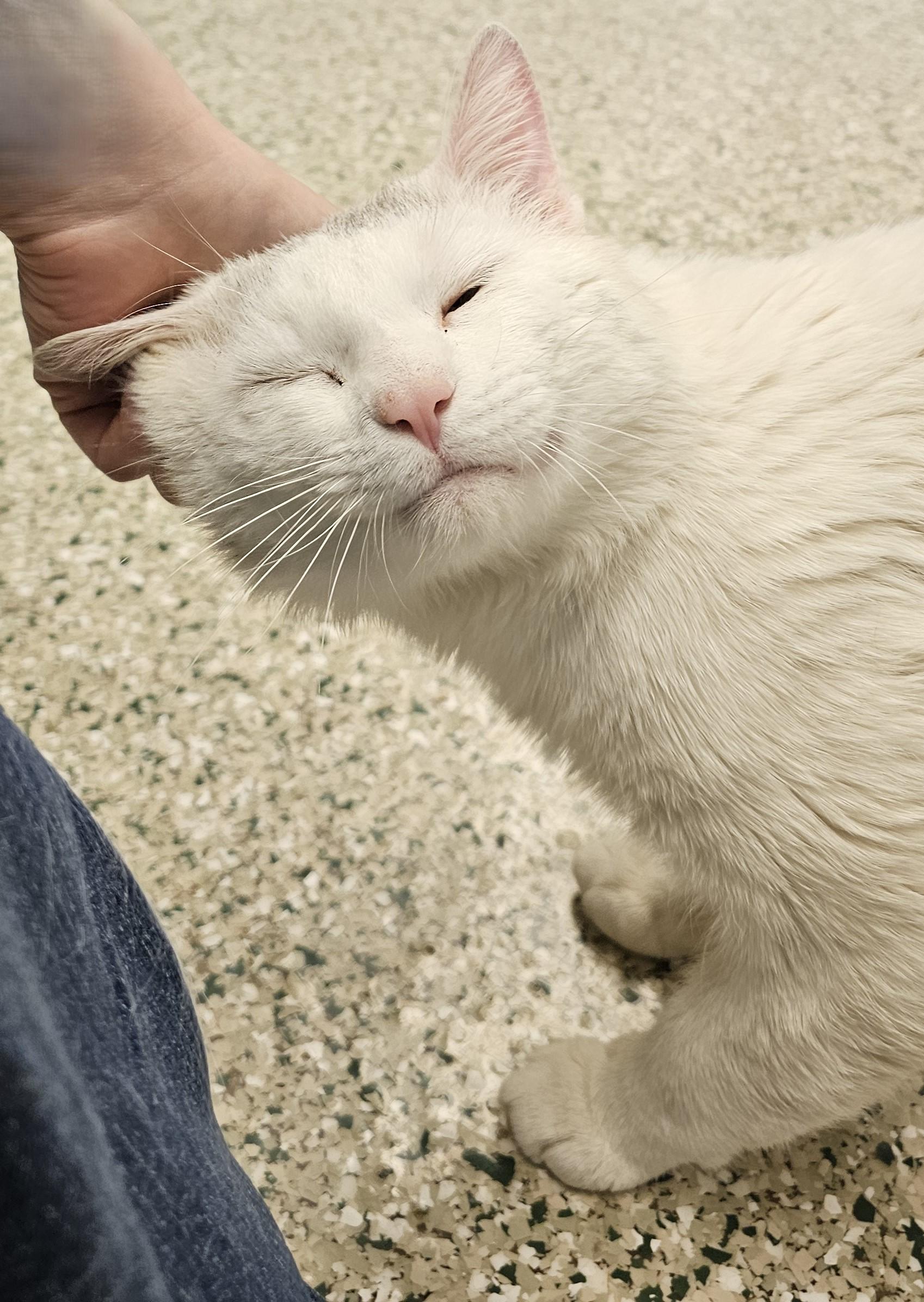 Enlarge Robert, an adopted Domestic Short Hair in Cedar Rapids, IA image 5/5