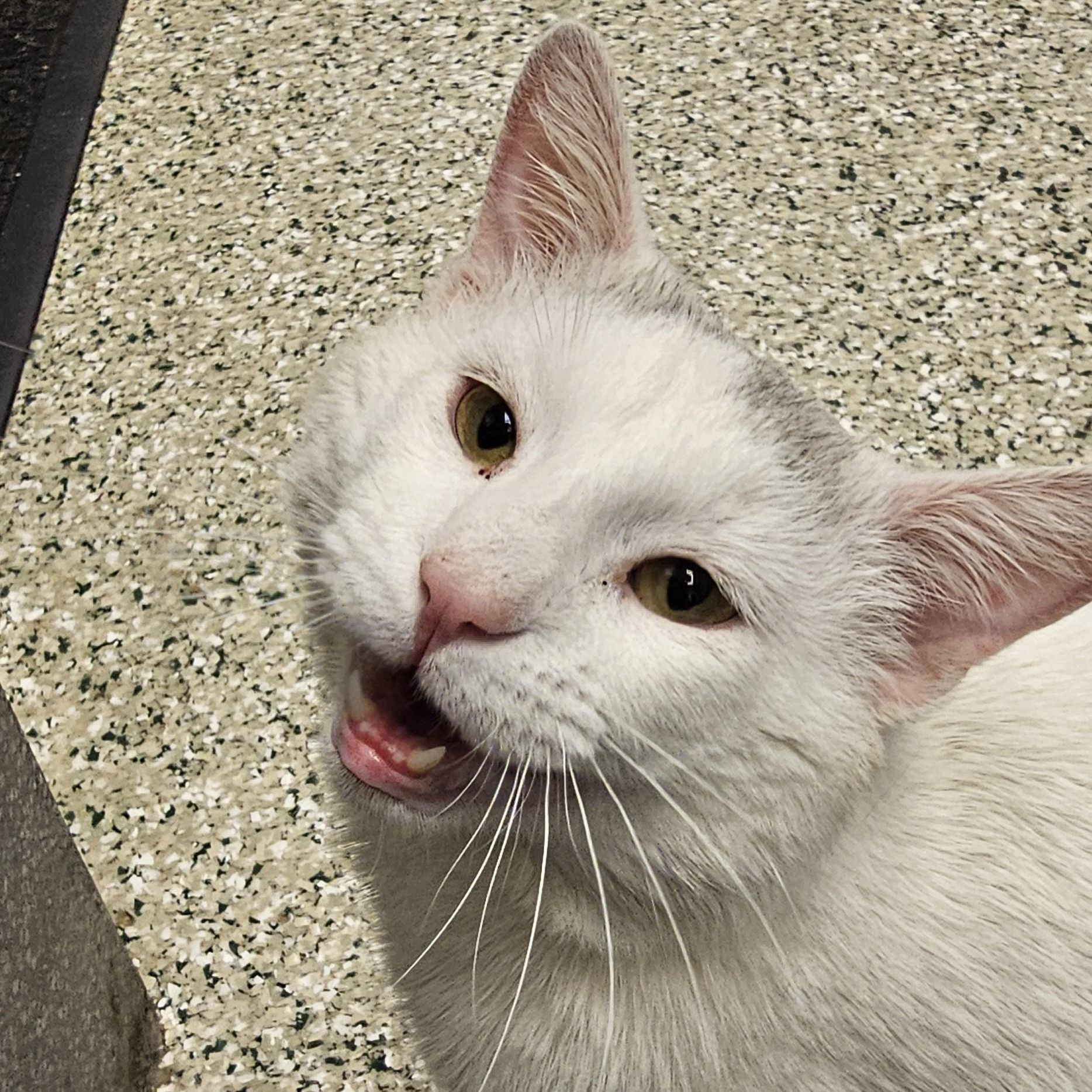 Robert, adopted, Adult Male Domestic Short Hair.