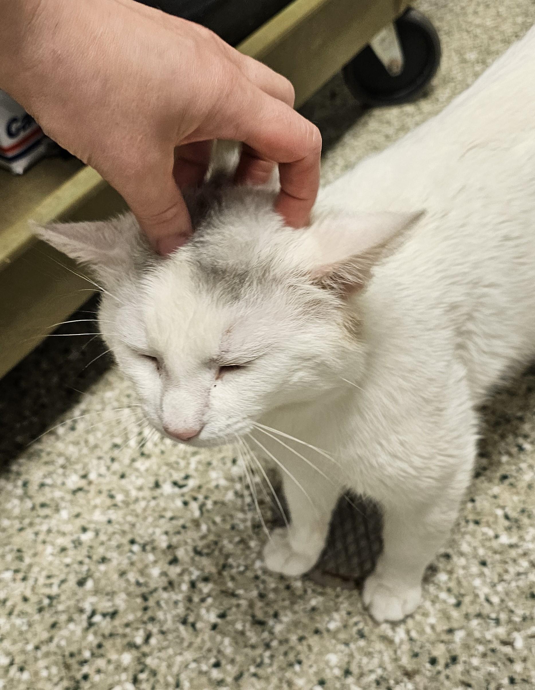 Enlarge Robert, an adopted Domestic Short Hair in Cedar Rapids, IA image 4/5
