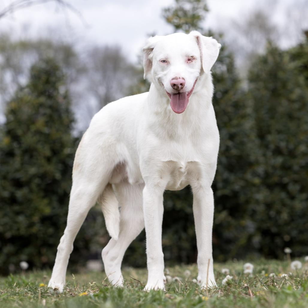 Thumper, Adoptable, Young Male Mixed Breed.