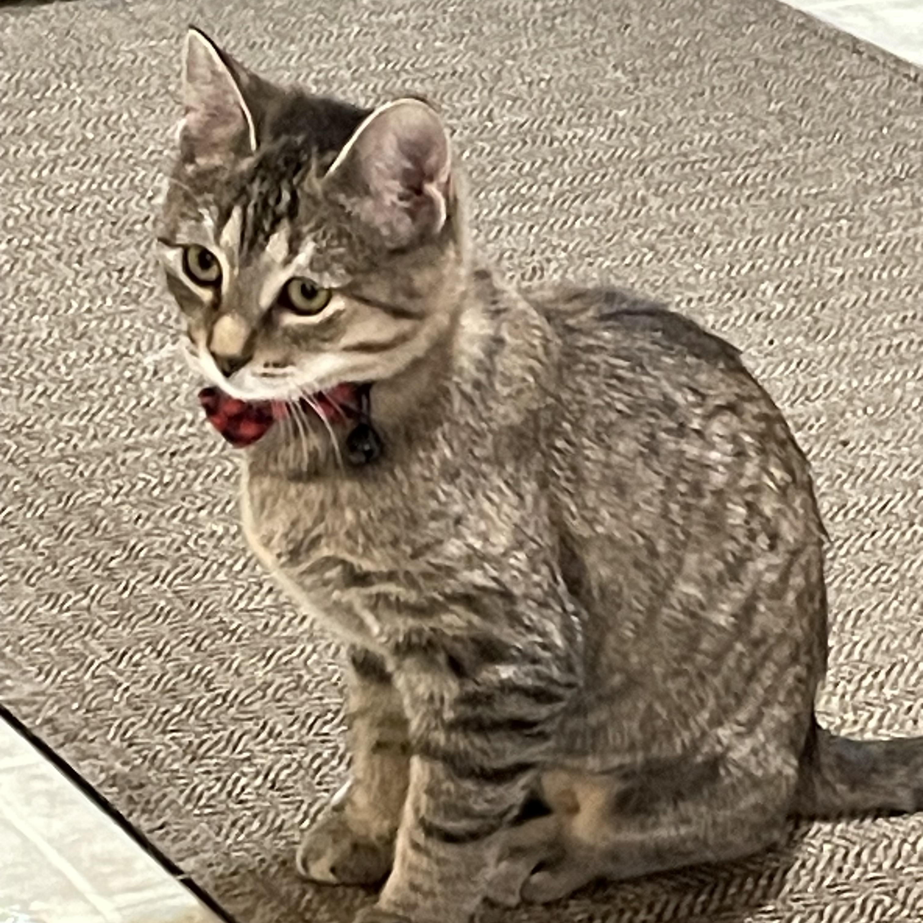 Birdie, a Adoptable Domestic Short Hair in Blaine, MN image 2/4